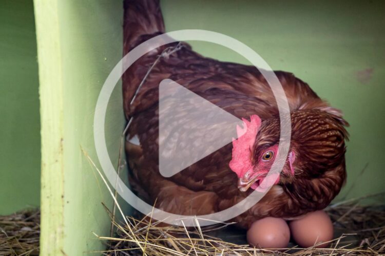Why Chickens Lay Eggs